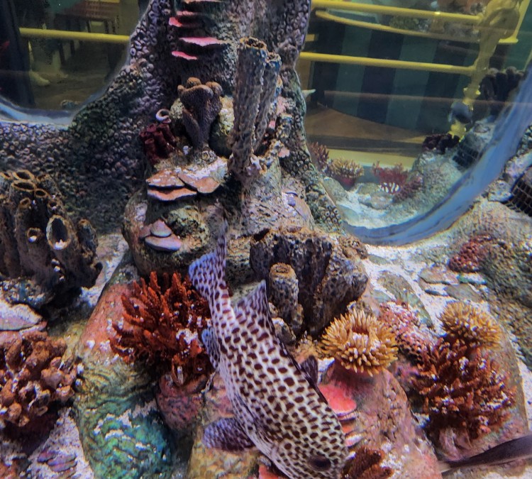 Aquarium at the Boardwalk (Branson,&nbspMO)